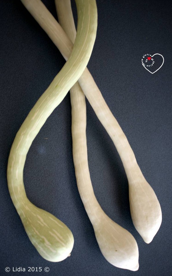 zucchine trombetta_(1600_x_1200)